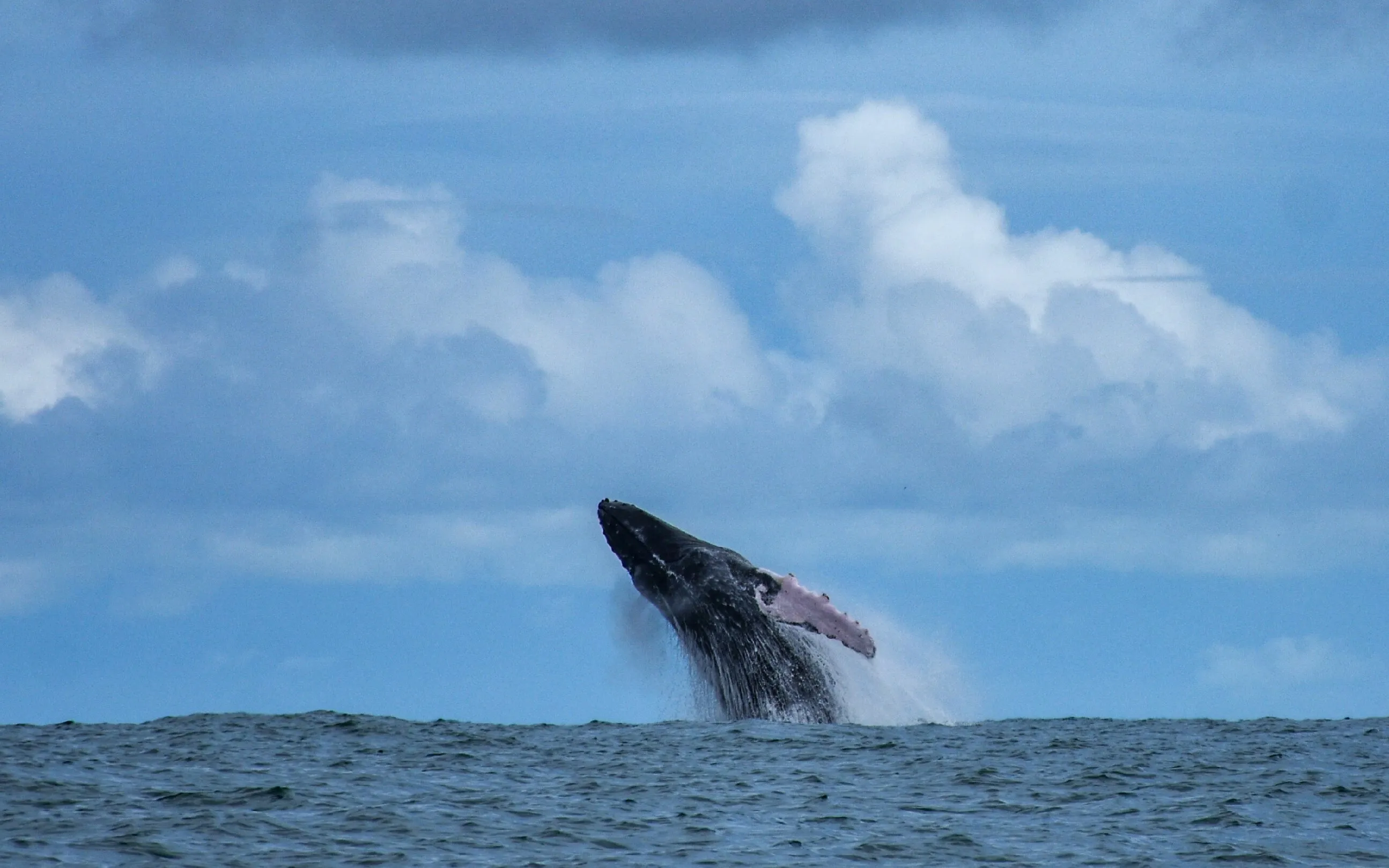 Humpback whale off the South Pacific coast (Marino Ballena)
