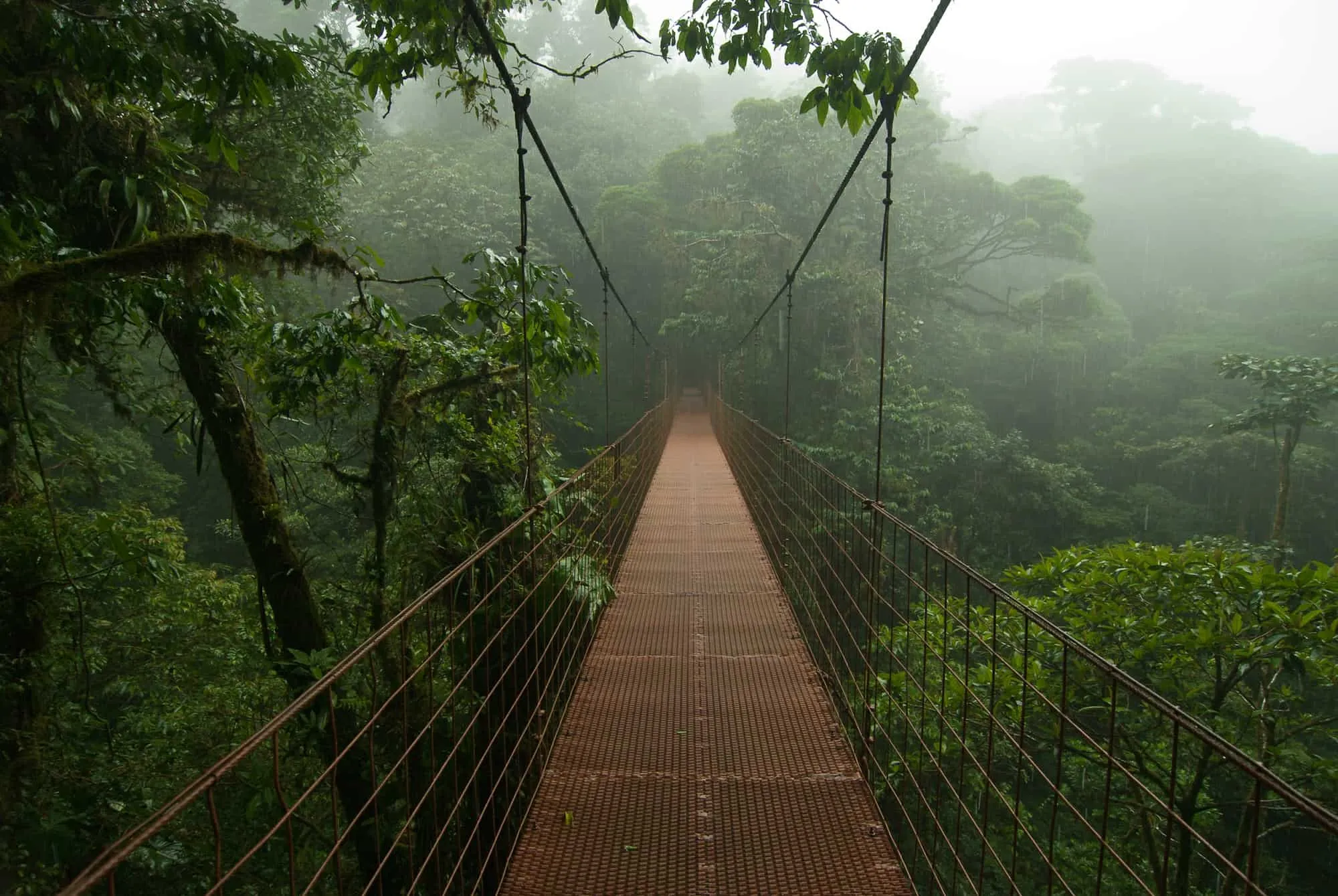 Hanging bridge through the Monteverde cloud forest