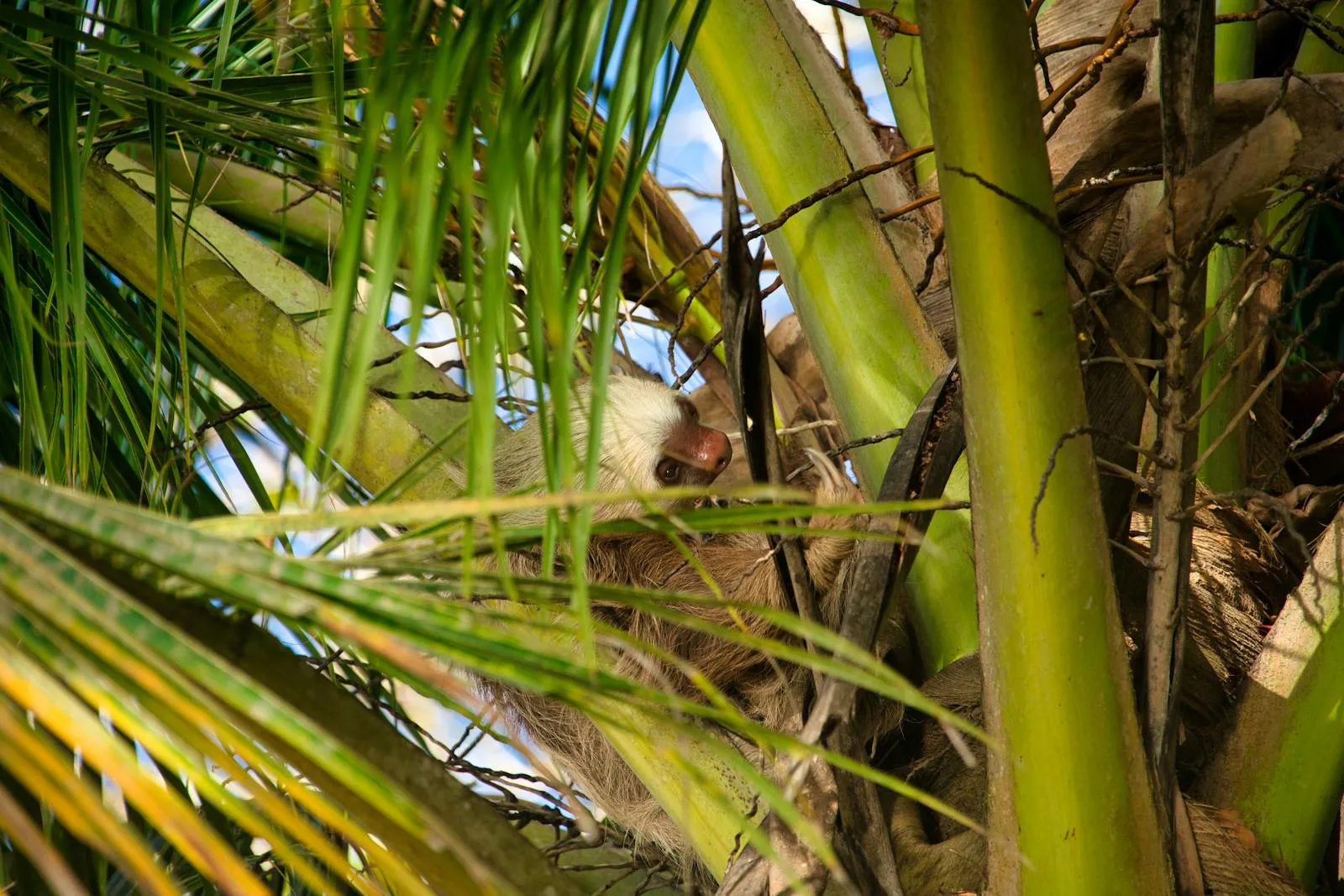 Wildlife — Costa Rica